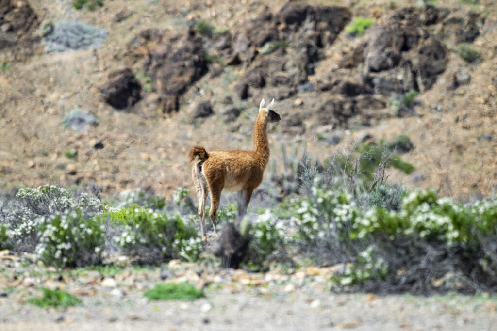 Guanaco (Lama guanicoe) - Desierto Florido 2025. Créditos: ©Benjamín Valenzuela