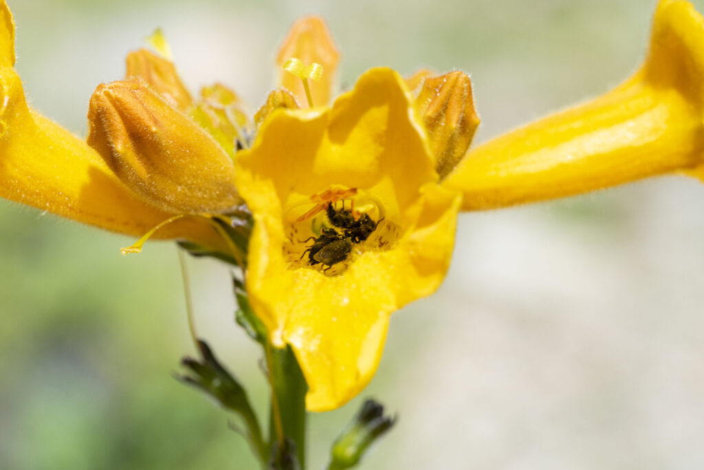 Añañuca amarilla (Zephyranthes bagnoldii) - Desierto Florido 2025. Créditos: ©Benjamín Valenzuela