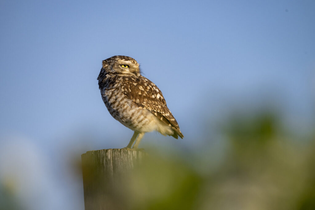 Pequén (Athene cunicularia) - Desierto Florido 2025. Créditos: ©Benjamín Valenzuela