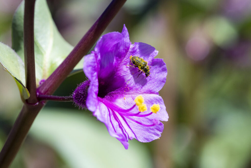 Buenas noches (Mirabilis elegans) - Desierto Florido 2025. Créditos: ©Benjamín Valenzuela