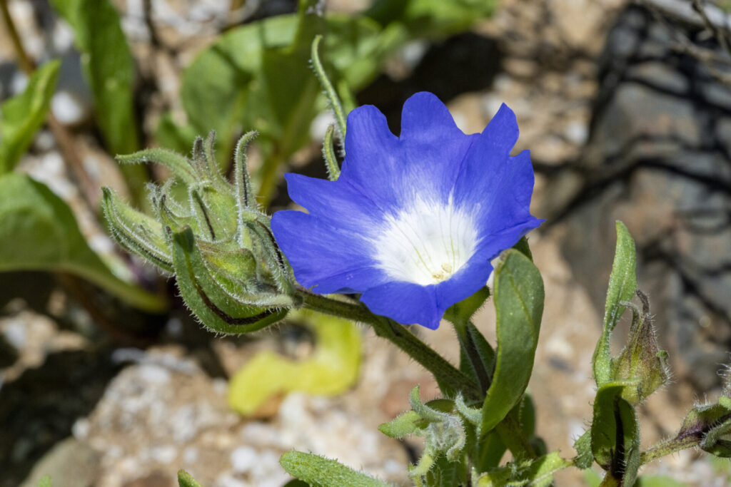Suspiro (Nolana acuminata) - Desierto Florido 2025. Créditos: ©Benjamín Valenzuela
