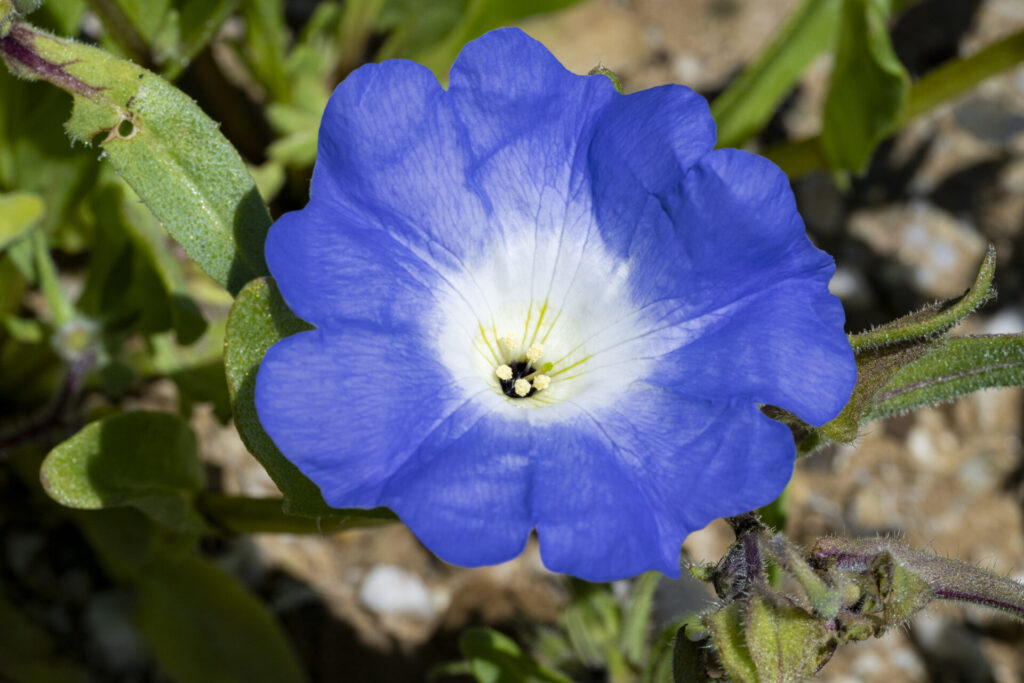 Suspiro (Nolana acuminata) - Desierto Florido 2025. Créditos: ©Benjamín Valenzuela