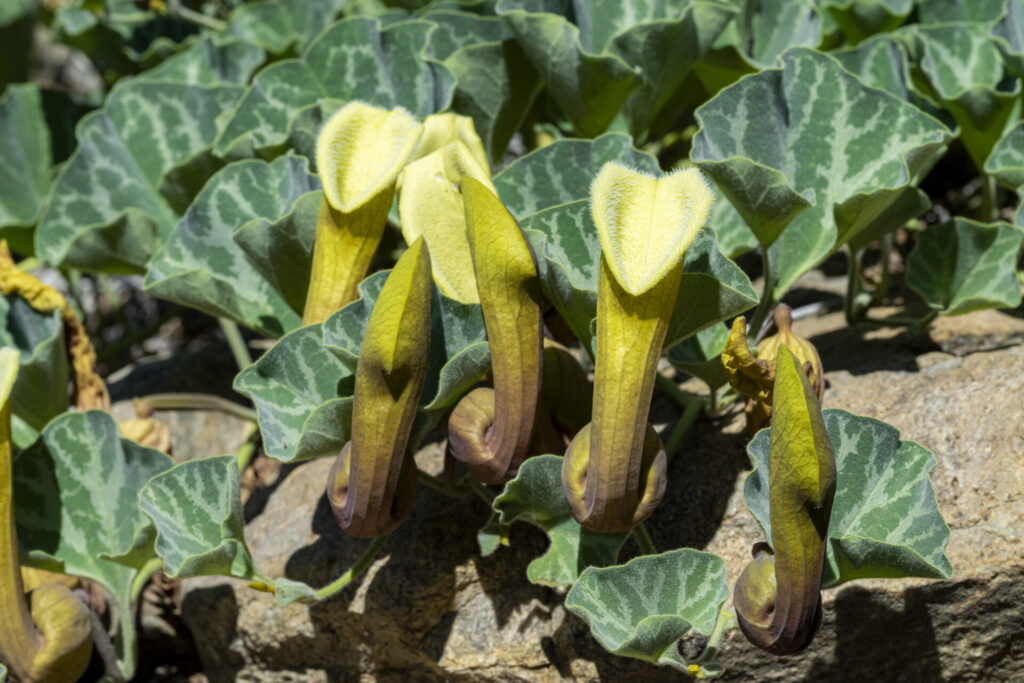 Oreja de zorro (Aristolochia bridgesii) - Desierto Florido 2025. Créditos: ©Benjamín Valenzuela