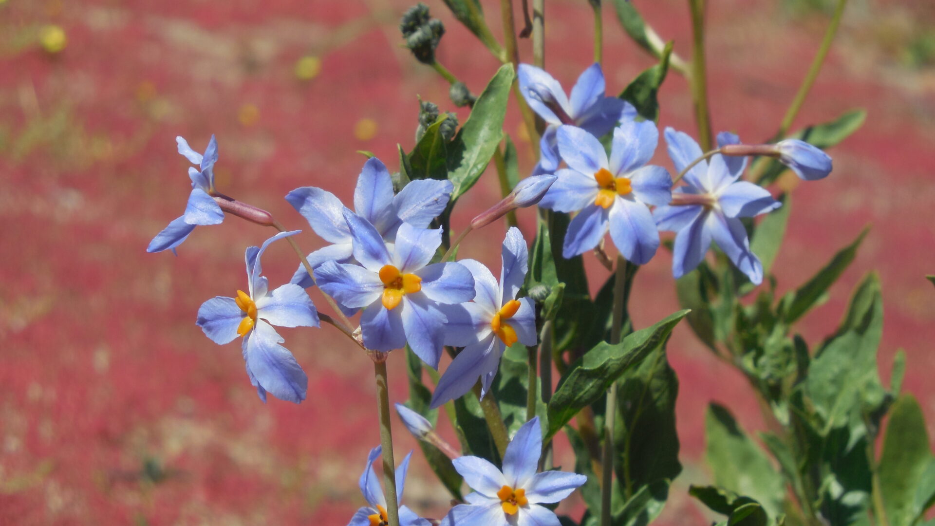 ¿Tienes planeado ir al desierto florido? Recomendaciones para una visita responsable