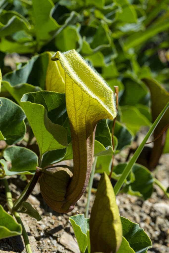 Oreja de zorro (Aristolochia bridgesii) - Desierto Florido 2025. Créditos: ©Benjamín Valenzuela