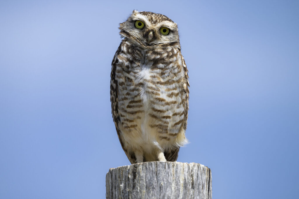 Pequén (Athene cunicularia) - Desierto Florido 2025. Créditos: ©Benjamín Valenzuela