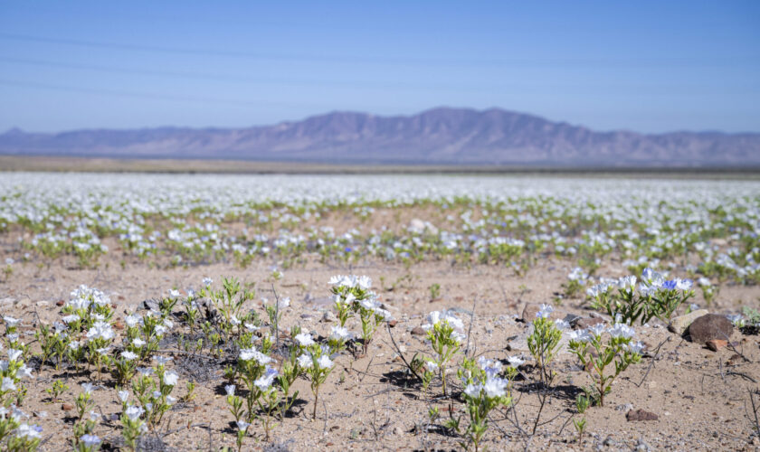 Mantos de colores en la Región de Atacama: Así está floreciendo el desierto más árido del planeta