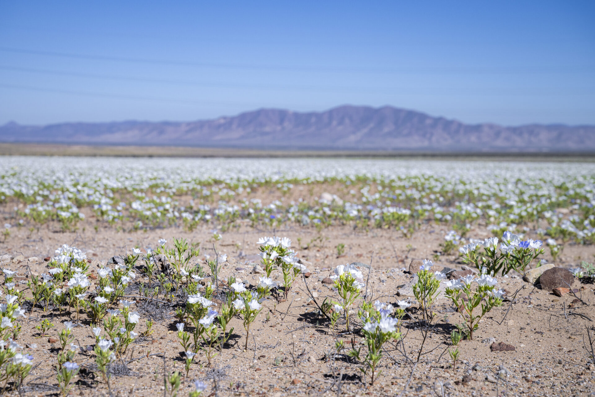 Mantos de colores en la Región de Atacama: Así está floreciendo el desierto más árido del planeta