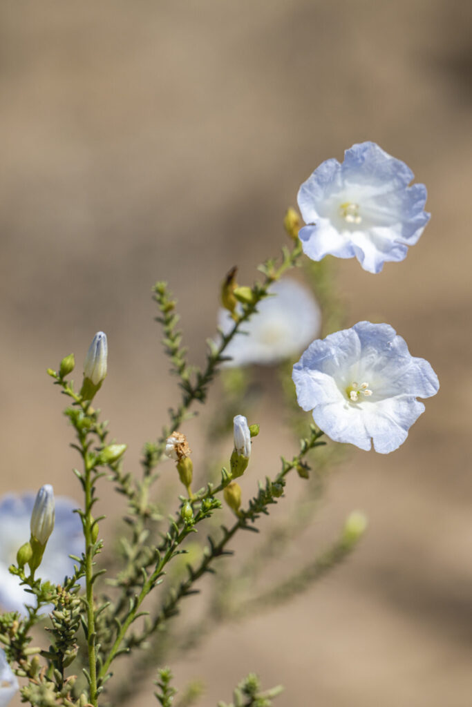 Suspiro (Nolana acuminata) - Desierto Florido 2025. Créditos: ©Benjamín Valenzuela