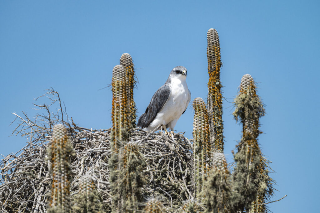 Aguilucho común (Geranoaetus polyosoma). Desierto Florido 2025. Créditos: ©Benjamín Valenzuela