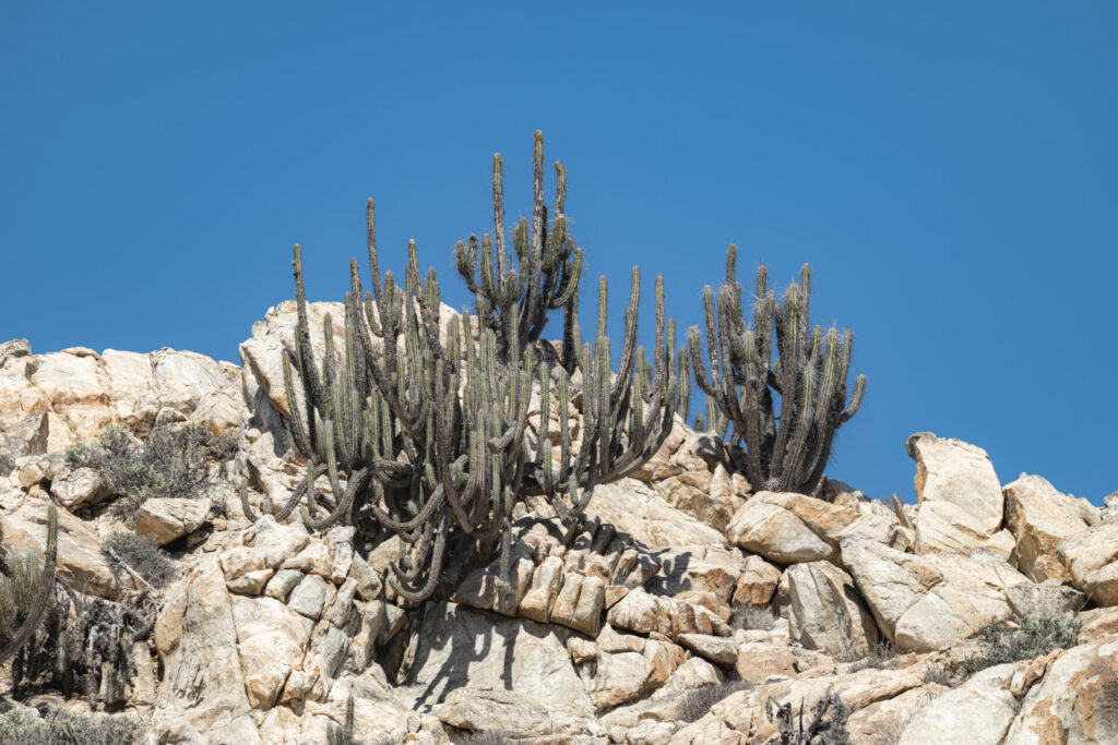 Parque Nacional Desierto Florido. Créditos: ©Benjamín Valenzuela