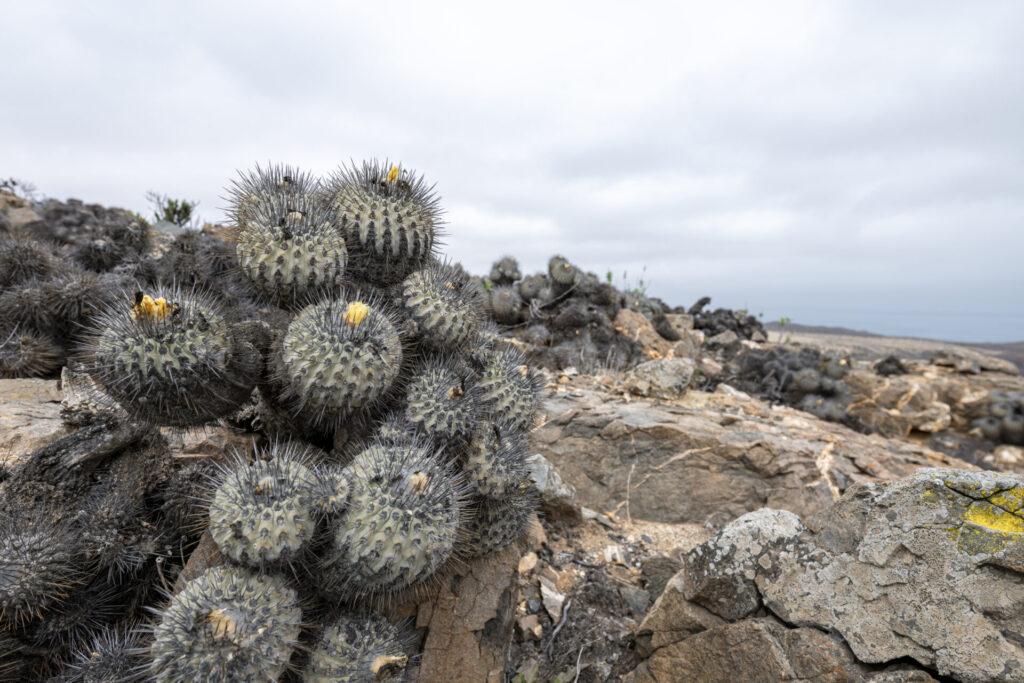 Copiapoa spp. - Desierto Florido 2025 - Llanos de Challe. Créditos: ©Benjamín Valenzuela