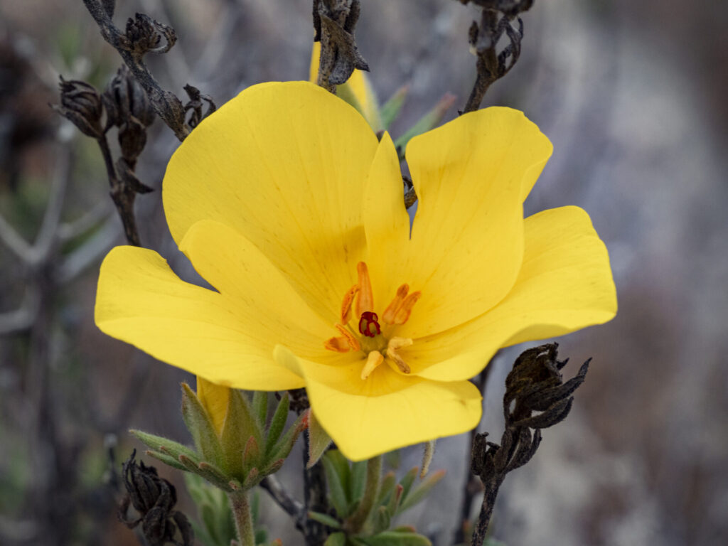 Flor de San José o Amancay (Balbisia peduncularis) - Desierto Florido 2025 - Llanos de Challe. Créditos: ©Benjamín Valenzuela