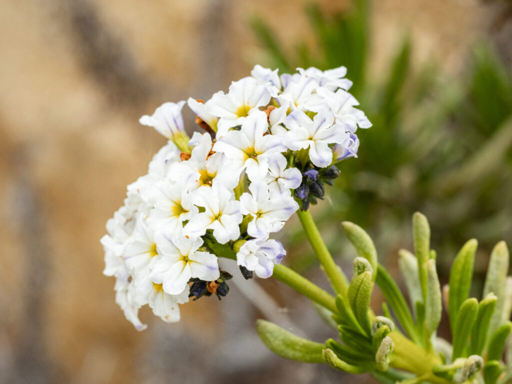 Palo negro (Heliotropium sinuatum) - Desierto Florido 2024 - Llanos de Challe. Créditos: ©Benjamín Valenzuela