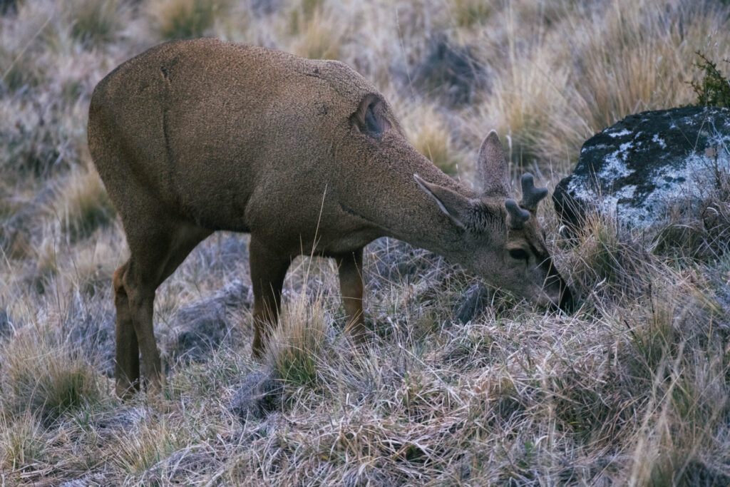 Centro de Rescate y Rehabilitación del Huemul