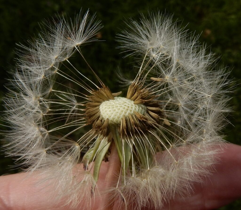 Diente de león (Taraxacum officinale). Créditos: ©Bob O'Kennon