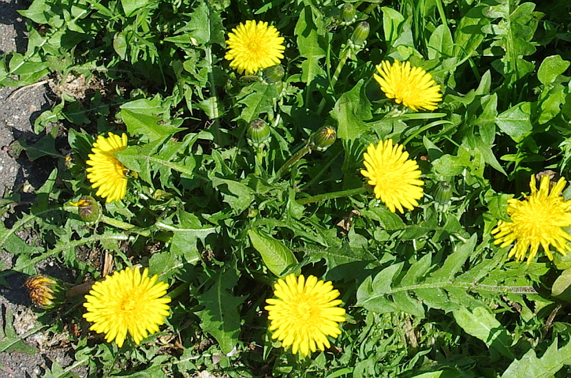 Diente de león (Taraxacum officinale). Créditos: ©Georgy Vinogradov