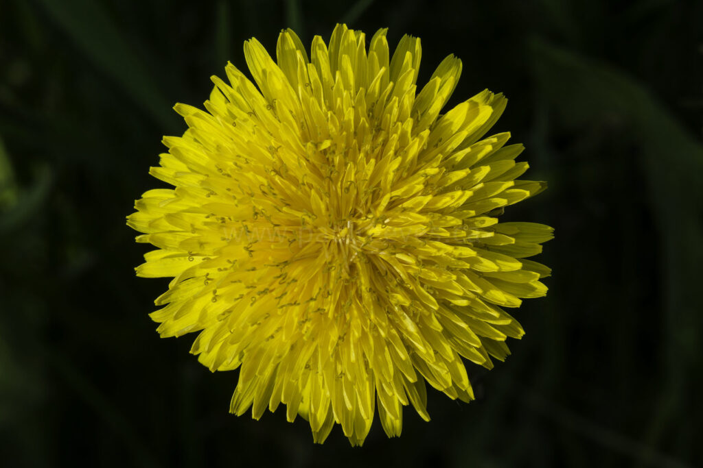 Diente de león. Créditos: Paul Reeves.
