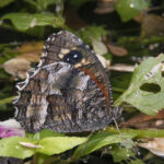 Elina montrolii © Claudio Maureira INaturalist
