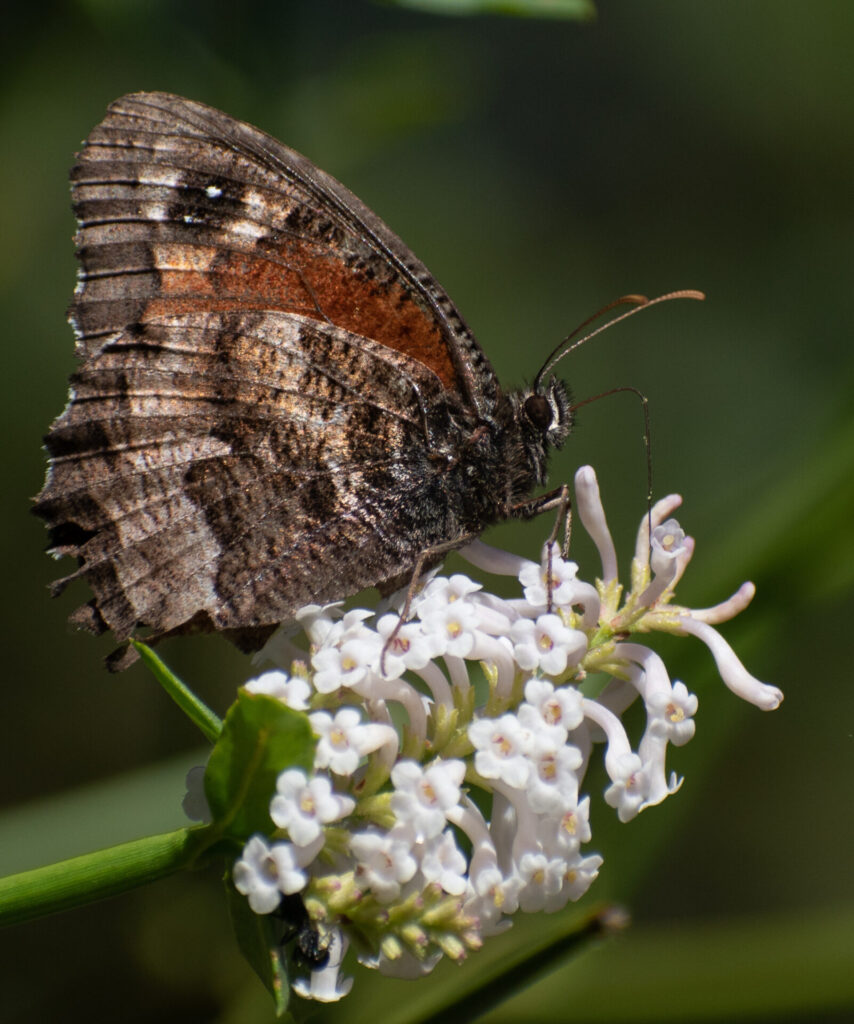 Elina montrolii, roversmart INaturalist