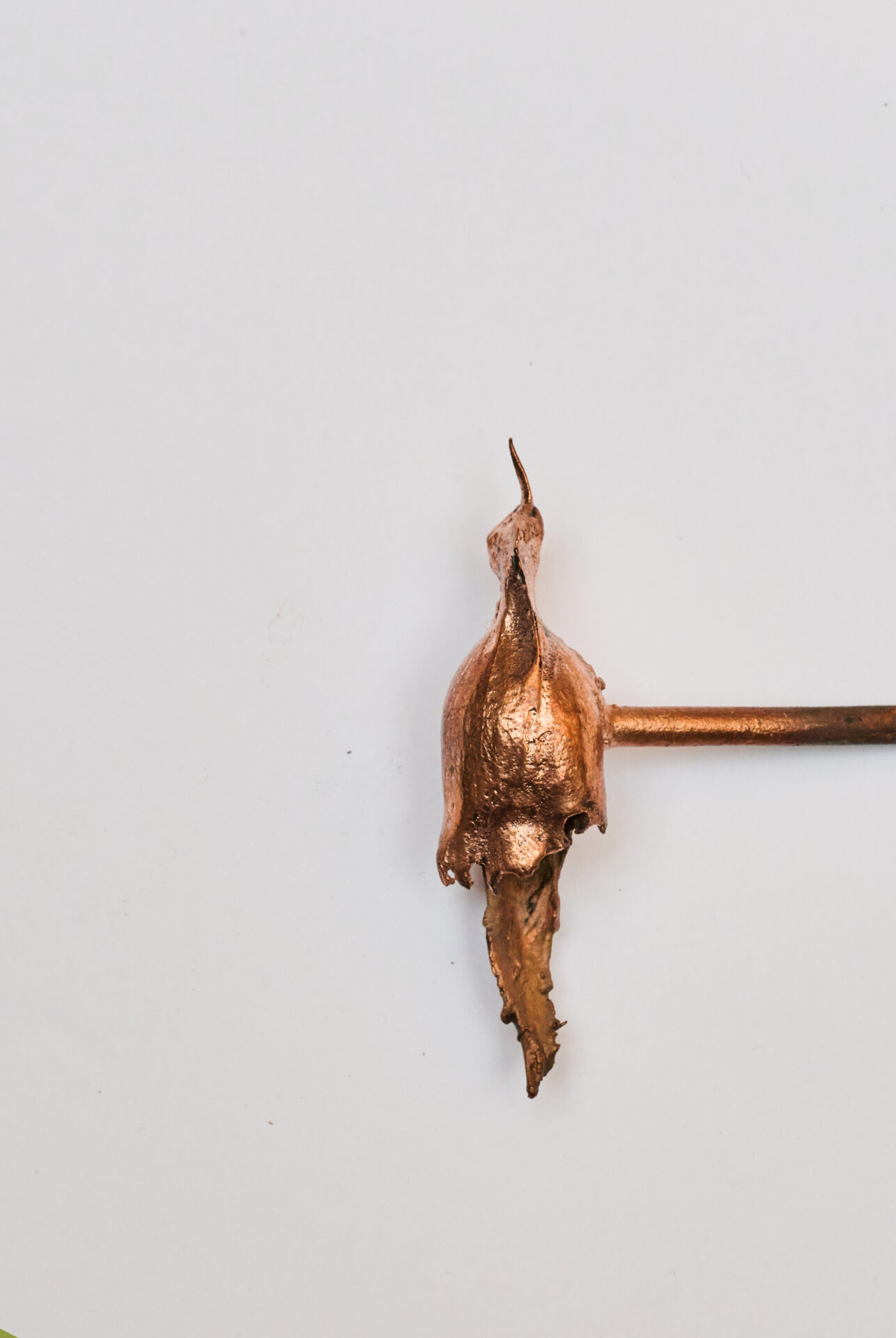 ¿Qué saben las cotorras de especies exóticas? Exposición de Valentina Soto en MAC Quinta Normal