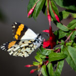 Eroessa chiliensis Daniel Stange INaturalist