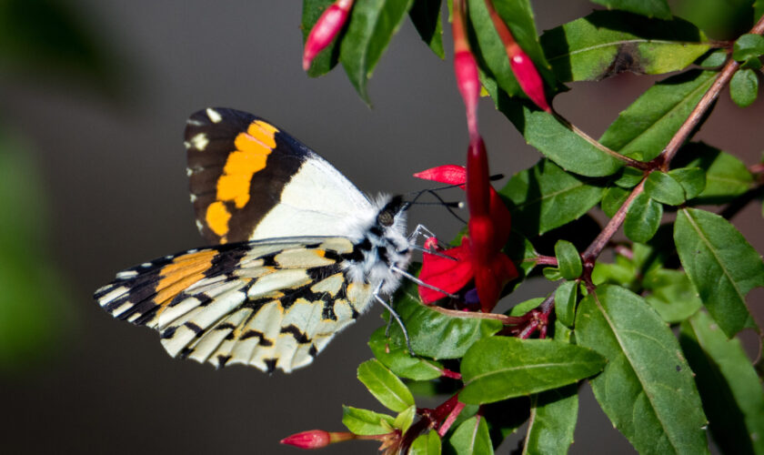 ¿Cuáles de estas has visto revoloteando por ahí? Un repaso por las mariposas más vistosas de Chile