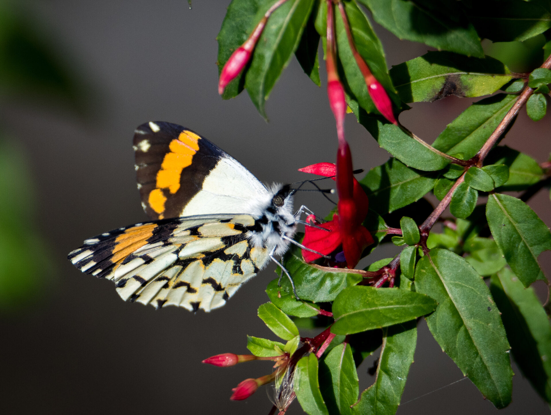 ¿Cuáles de estas has visto revoloteando por ahí? Un repaso por las mariposas más vistosas de Chile