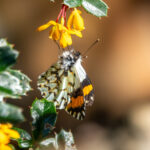 Eroessa chiliensis. Ernesto Guzmán INaturalist