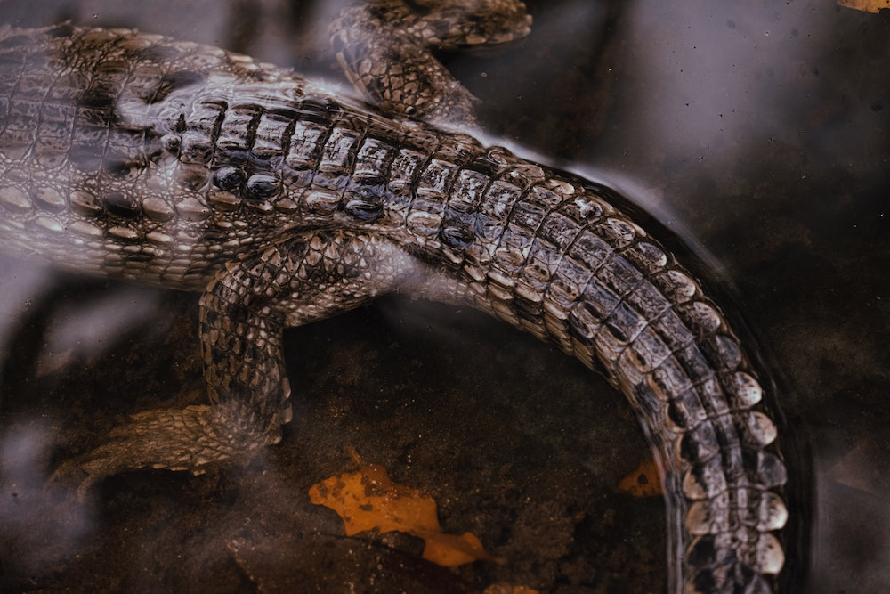 Escamas caudales de una cría de cocodrilo en Banco Chinchorro: a diferencia de Cozumel, aquí la cola muestra un patrón más uniforme, con menos escamas irregulares fuera de las hileras principales. Foto: Miguel Ángel Guillermo Amador