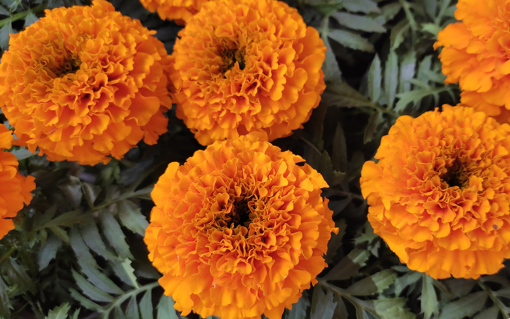 México: Conociendo a cempasúchil, la flor del Día de los Muertos