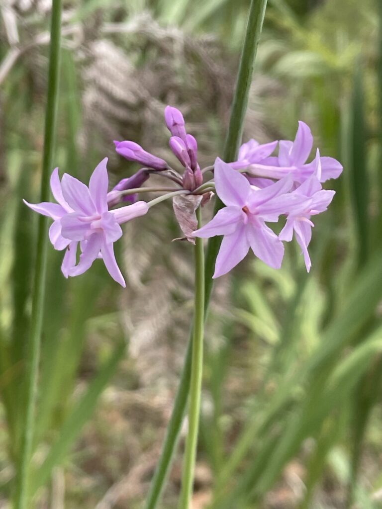Flor de ajo (Tulbaghia violacea). Créditos: ©Peter Small