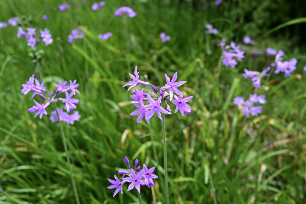 Flor de ajo (Tulbaghia violacea). Créditos: ©Peter Small