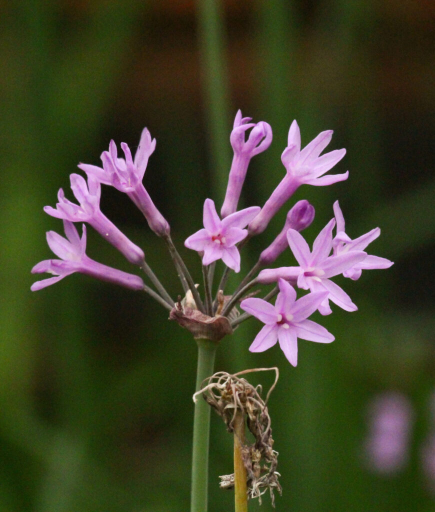 Flor de ajo (Tulbaghia violacea). Créditos: ©Peter Small