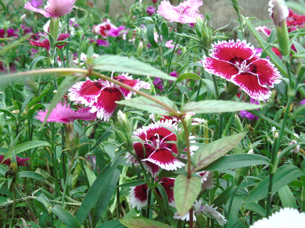 Flores comestibles. Créditos: ©Alejandro Zamorano - Toronjil Cuyano