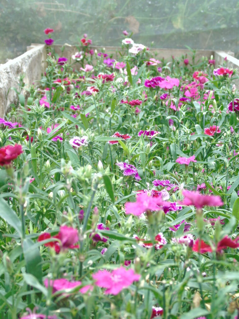 Flores comestibles. Créditos: ©Alejandro Zamorano - Toronjil Cuyano