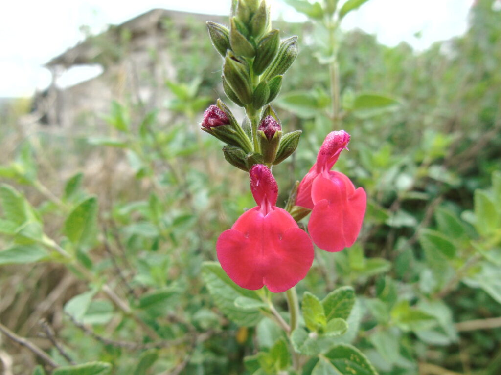 Flores comestibles. Créditos: ©Alejandro Zamorano - Toronjil Cuyano