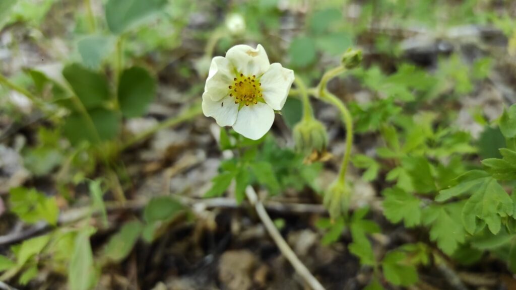 Frutilla chilena (Fragaria chiloensis). Créditos: ©Ana Rita Gonçalves