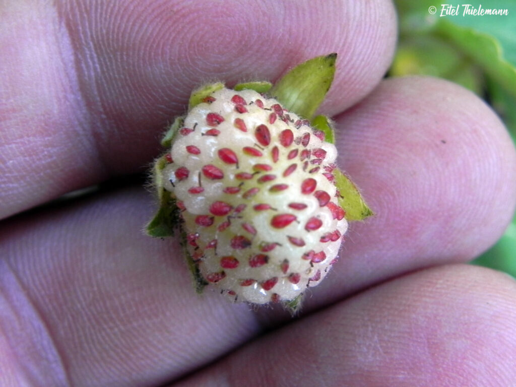 Frutilla chilena (Fragaria chiloensis). Créditos: ©Eitel Carlos Thielemann Pinto