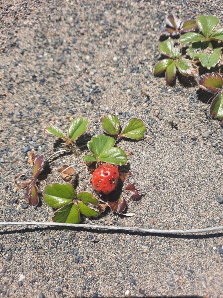 Frutilla chilena (Fragaria chiloensis). Créditos: ©Manuel Alejandro Henríquez