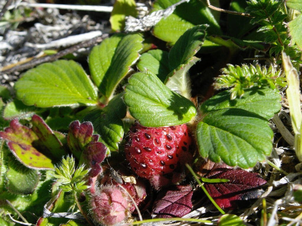 Frutilla chilena (Fragaria chiloensis). Créditos: ©Miguel A. Casado