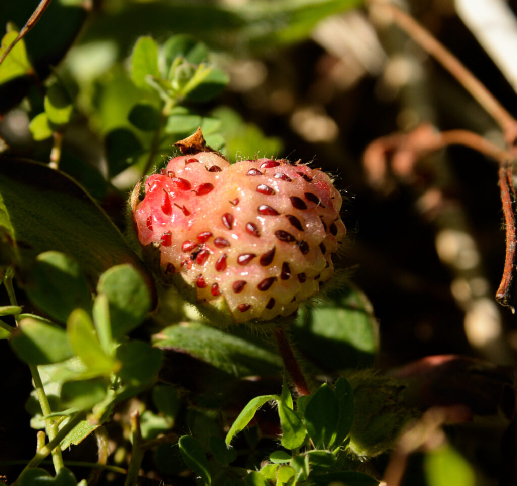 Frutilla chilena (Fragaria chiloensis). Créditos: ©Nicolás Villaseca @niboldus