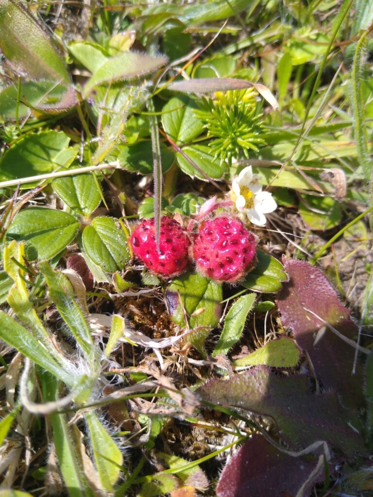 Frutilla chilena (Fragaria chiloensis). Créditos: ©Nicole Arcaya