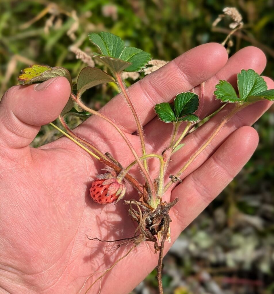Frutilla chilena (Fragaria chiloensis). Créditos: ©fjellboy - INaturalist