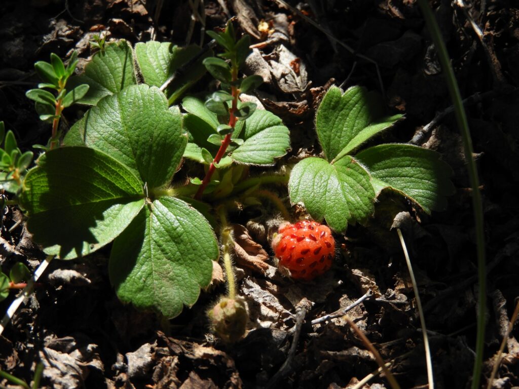 Frutilla chilena (Fragaria chiloensis). Créditos: ©Lucía Abello
