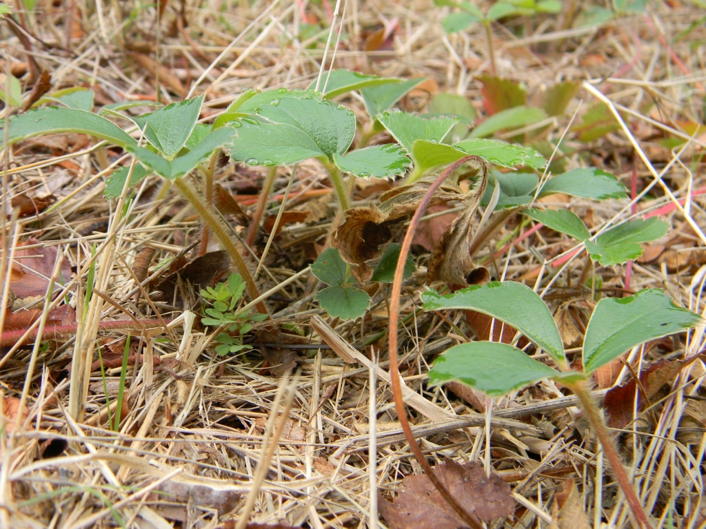 Frutilla chilena (Fragaria chiloensis). Créditos: ©Lucía Abello