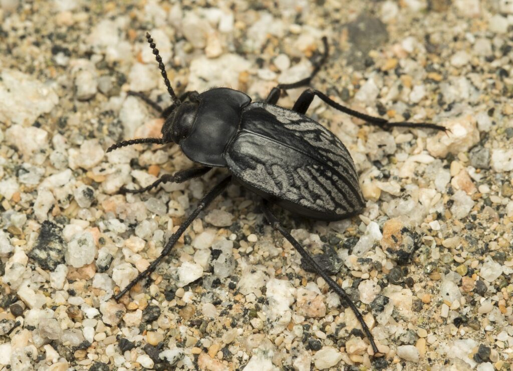 Gyriosomus angustus. Créditos: cortesía de Pablo Pinto y Álvaro Zúñiga-Reinoso (coautores del estudio en Systematic Entomology).
