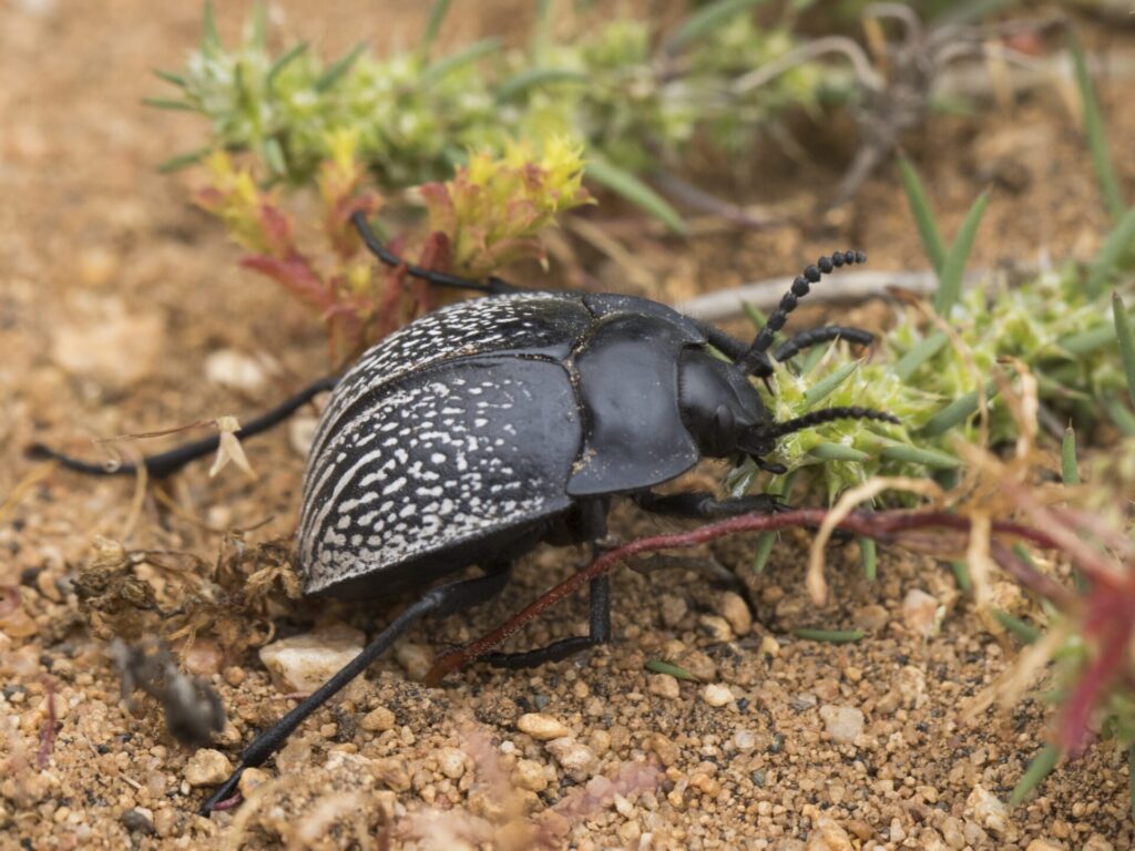 Gyriosomus bridgesi. Créditos: cortesía de Pablo Pinto y Álvaro Zúñiga-Reinoso (coautores del estudio en Systematic Entomology).