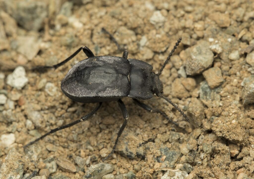 Gyriosomus camanchaca. Créditos: cortesía de Pablo Pinto y Álvaro Zúñiga-Reinoso (coautores del estudio en Systematic Entomology).