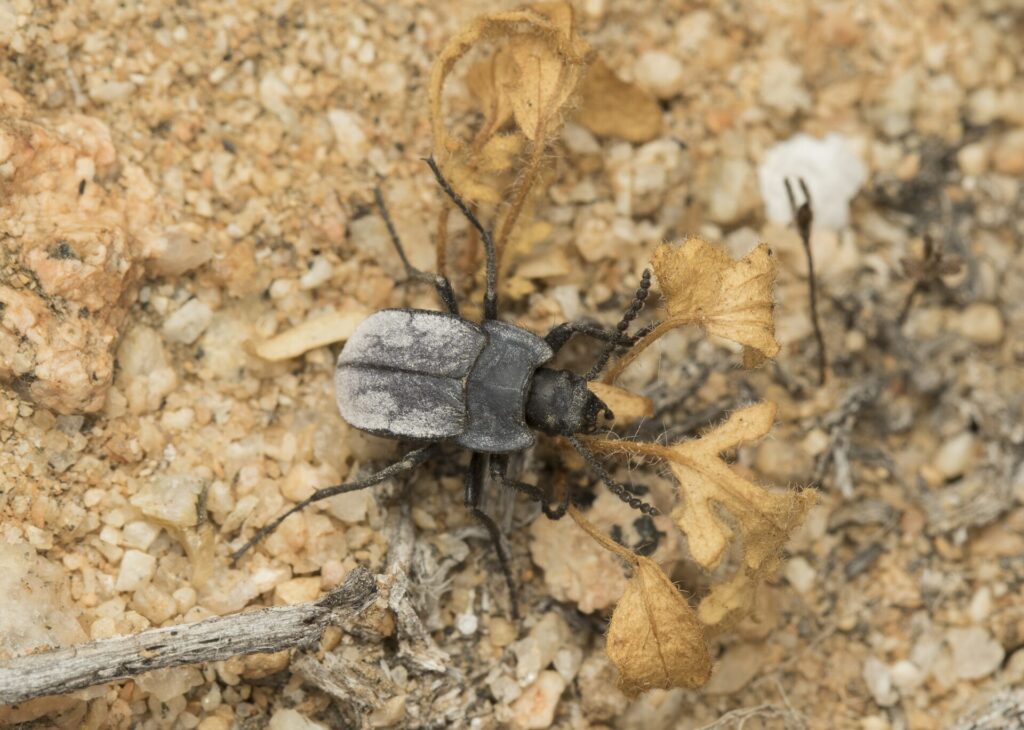 Gyriosomus chango. Créditos: cortesía de Pablo Pinto y Álvaro Zúñiga-Reinoso (coautores del estudio en Systematic Entomology).